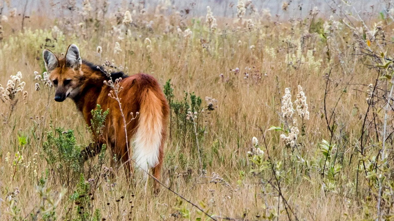 Maned Wolf (Chrysocyon brachyurus) in the Cerrado region of Brazil